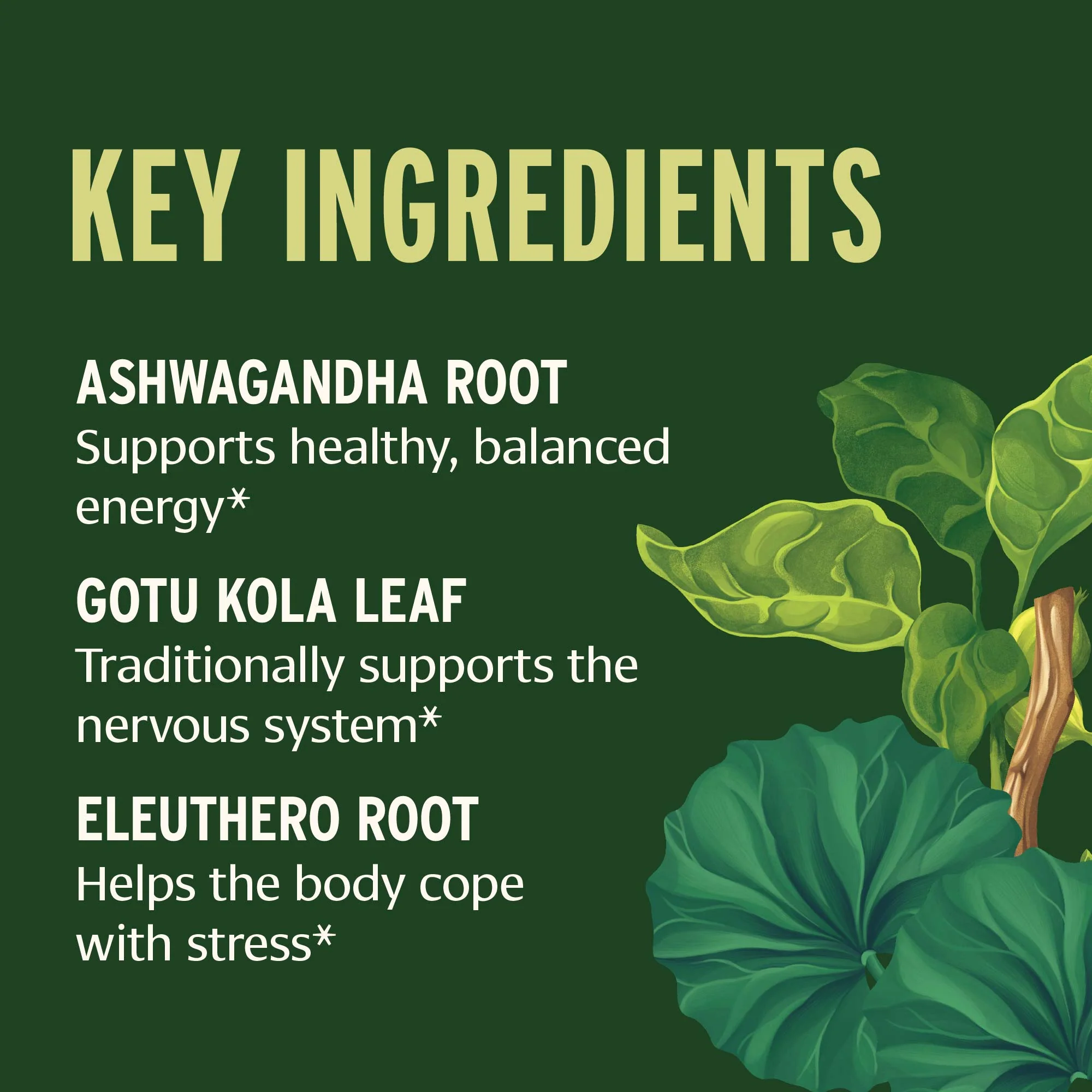 7-Herb Energy liquid extract - Image 4