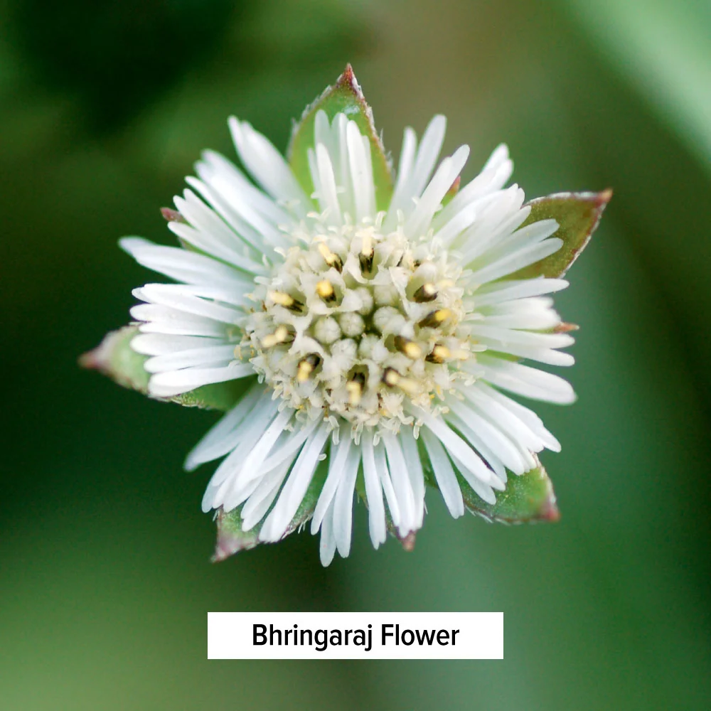 Bhringaraj powder - Image 6