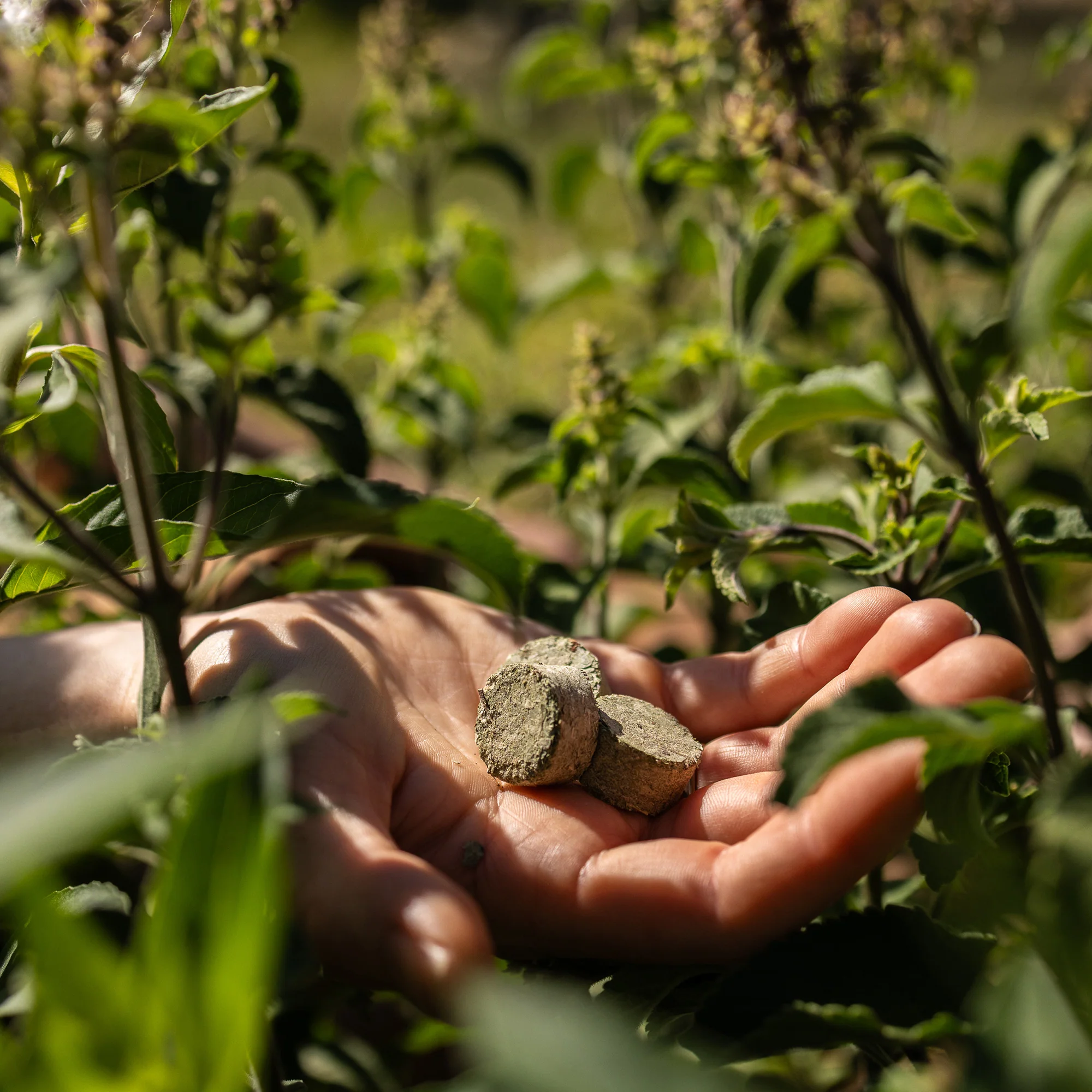 Clarifying Ritual Tulsi™ - Image 6