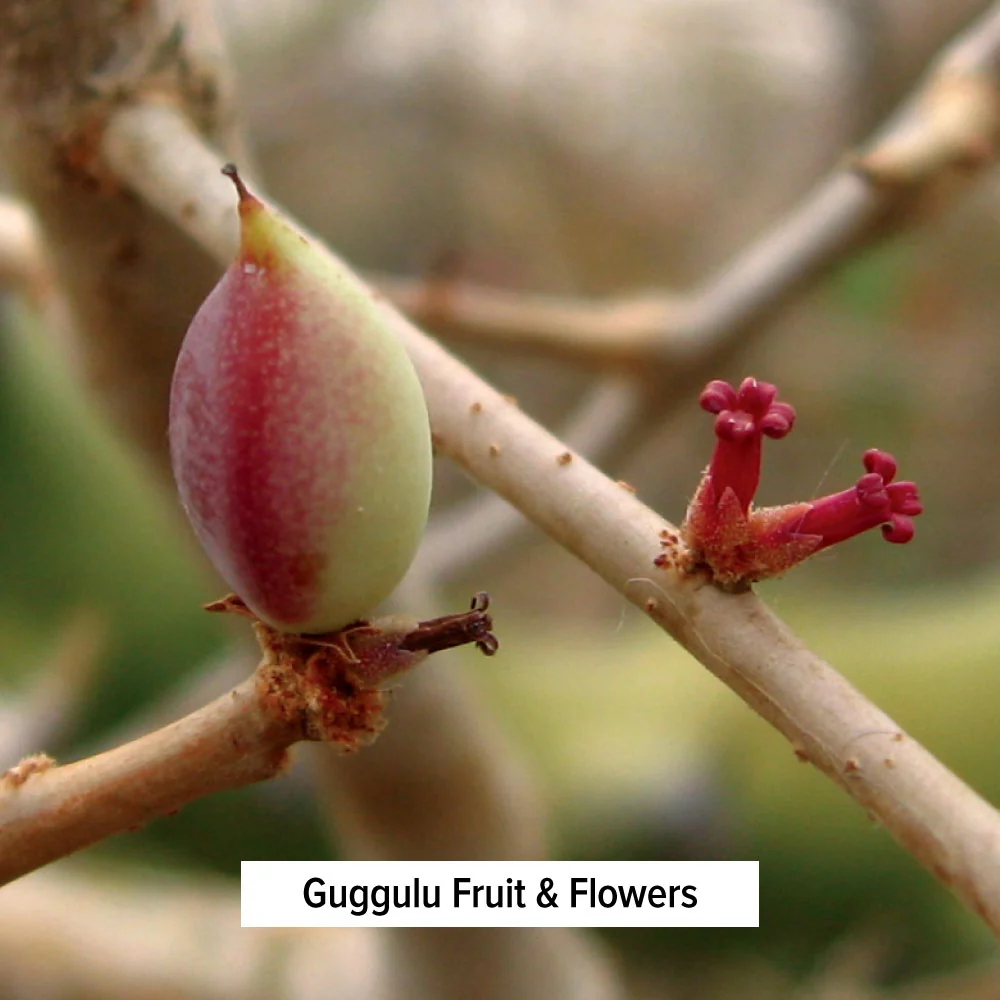 Guggulu powder - Image 2
