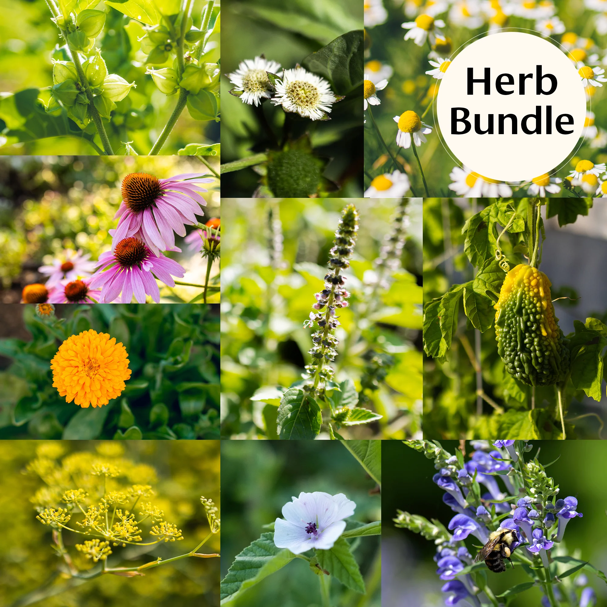 Herb Seed Bundle