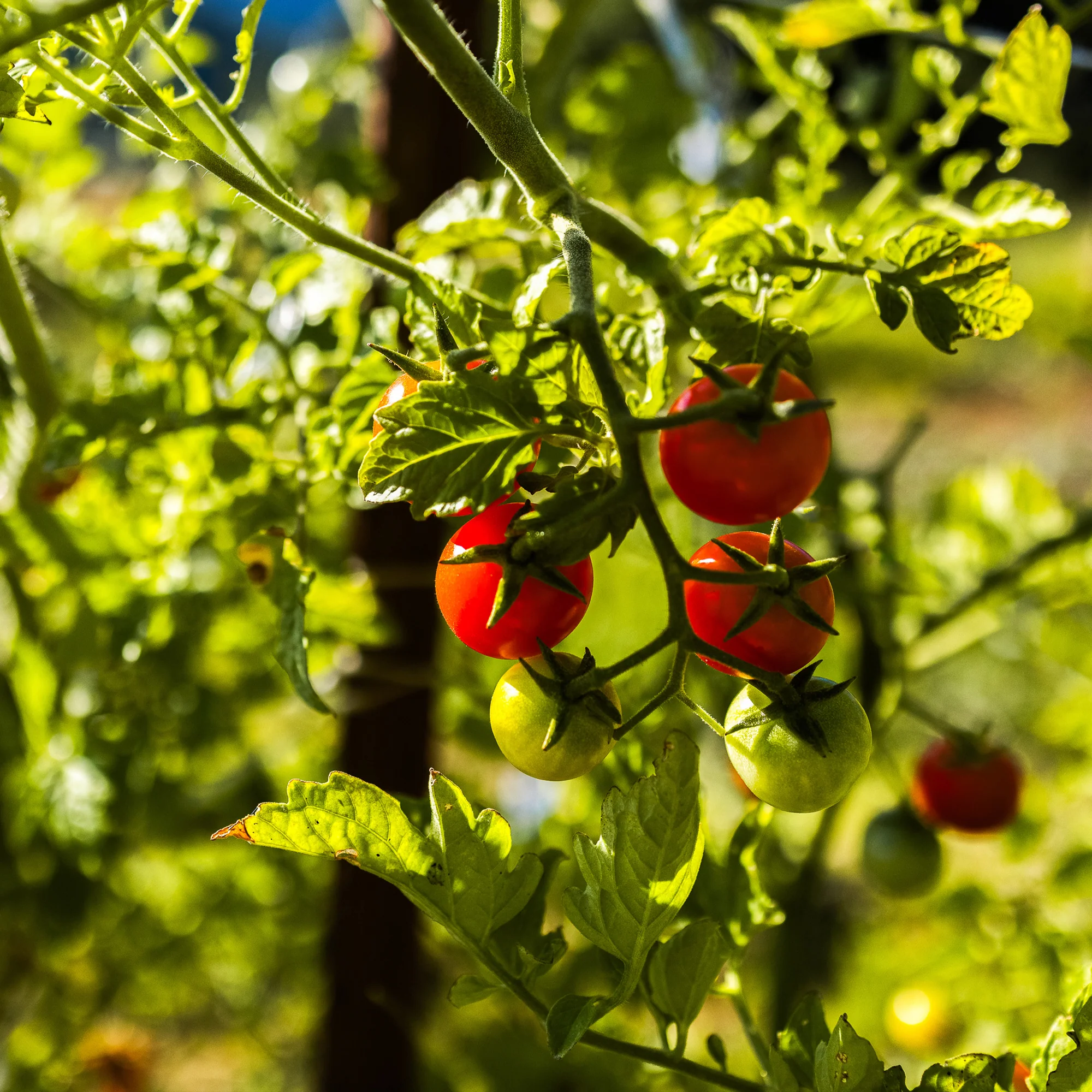 Organic Cherry Tomato Seeds - Image 4