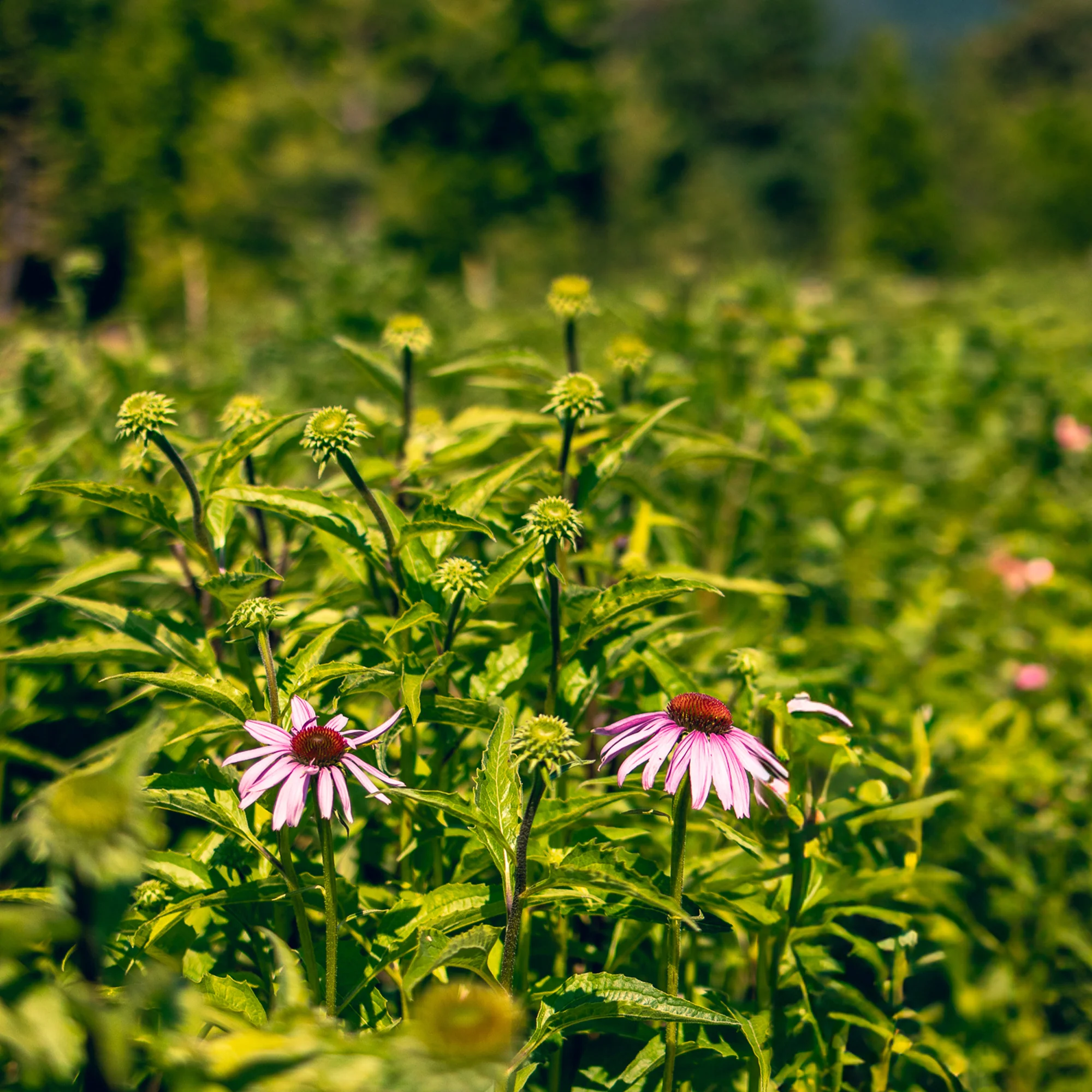 Organic Echinacea Seeds - Image 7