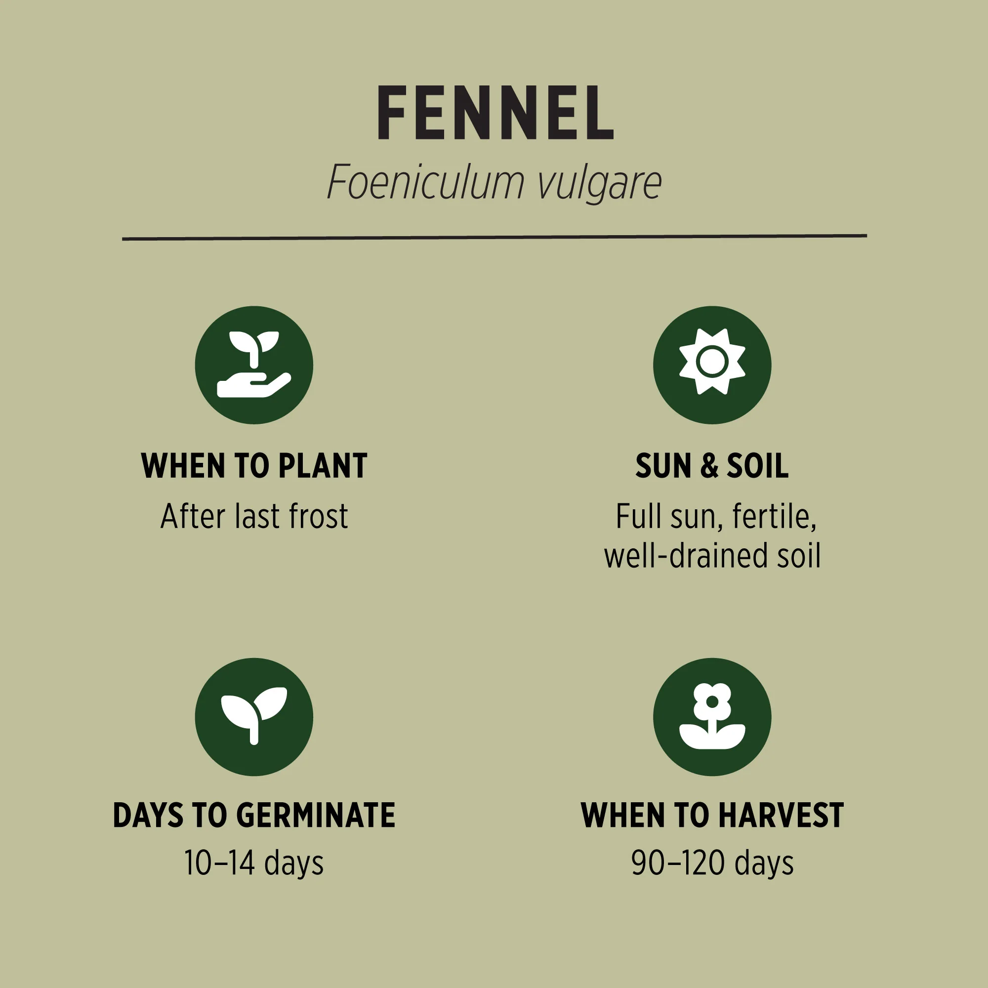 Organic Fennel Seeds - Image 3