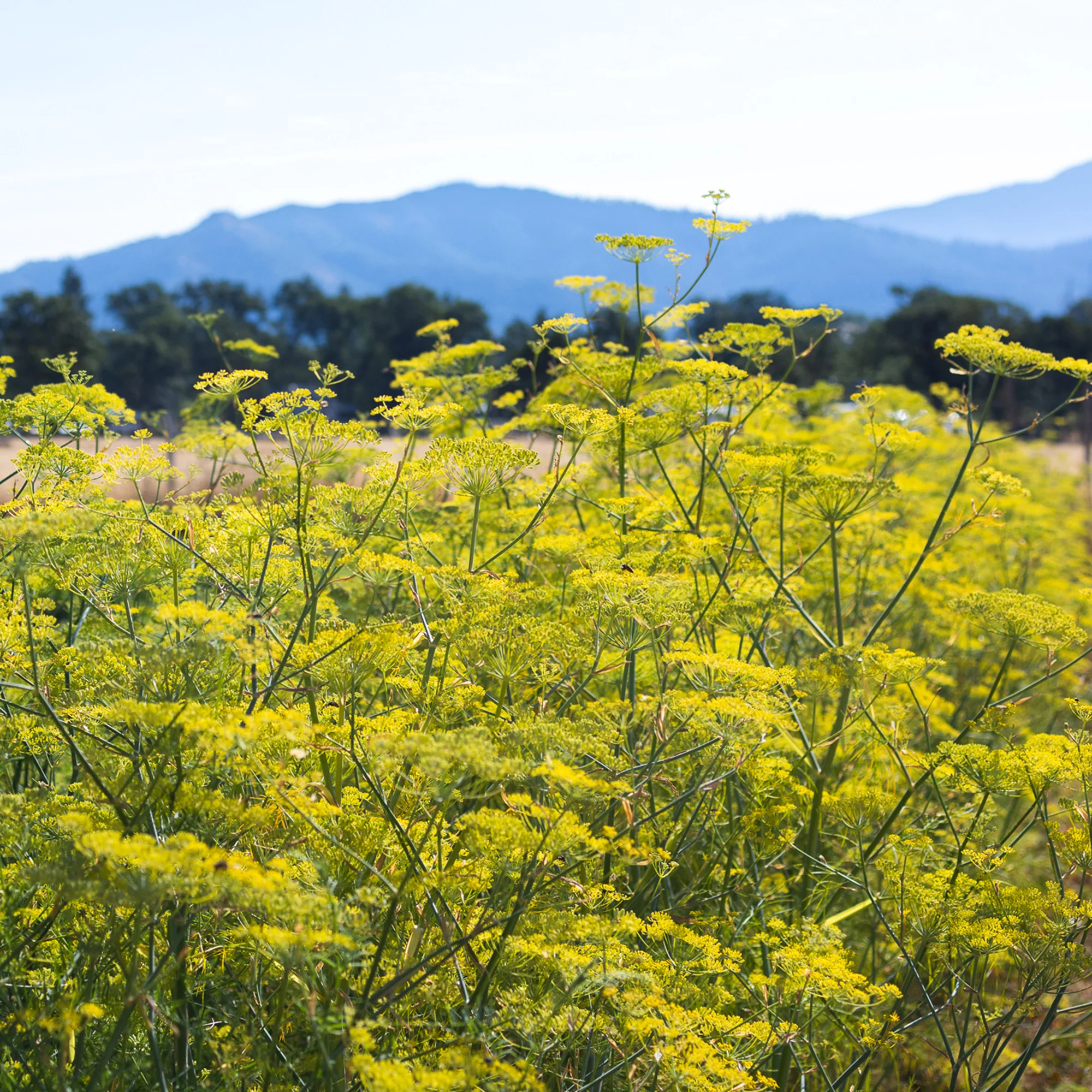 Organic Fennel Seeds - Image 4