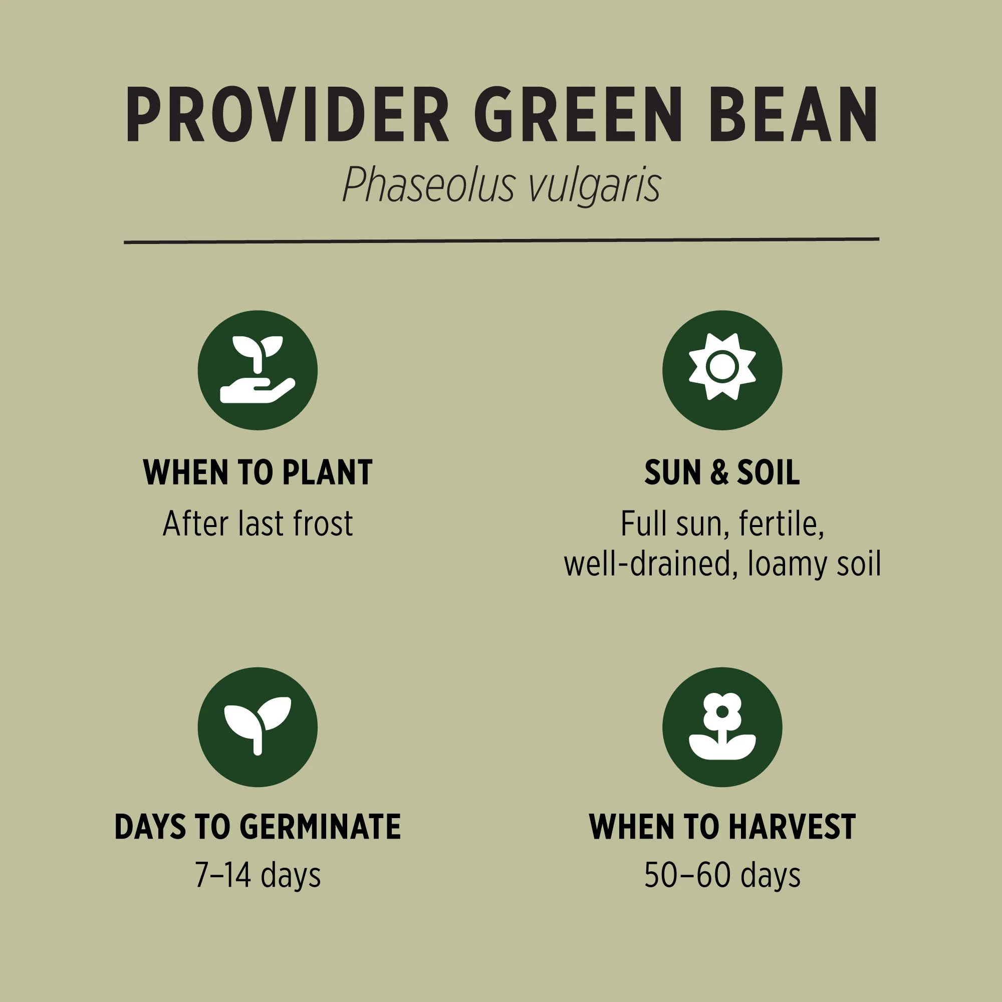 Organic Green Bean Seeds - Image 3