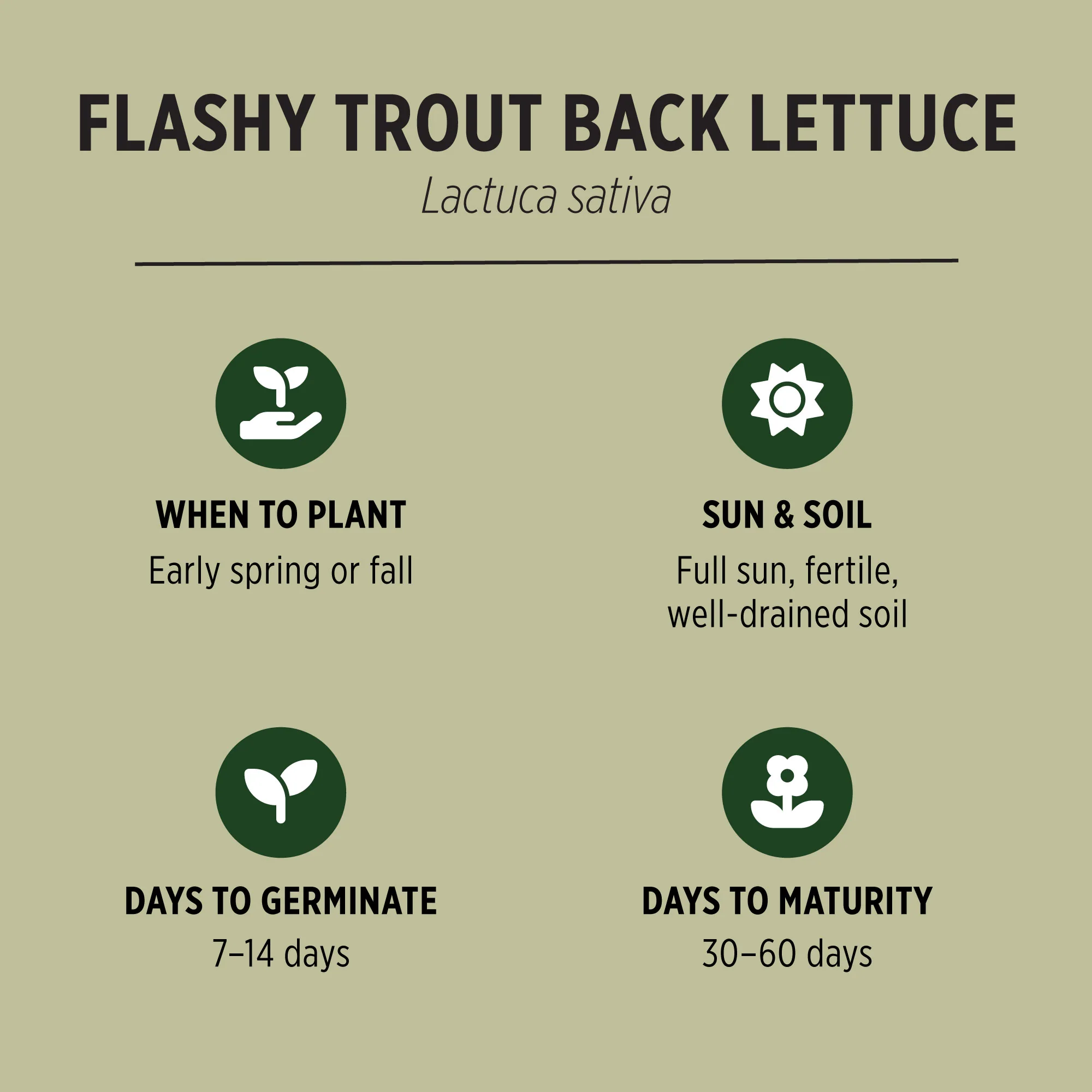 Organic Lettuce Seeds - Image 3