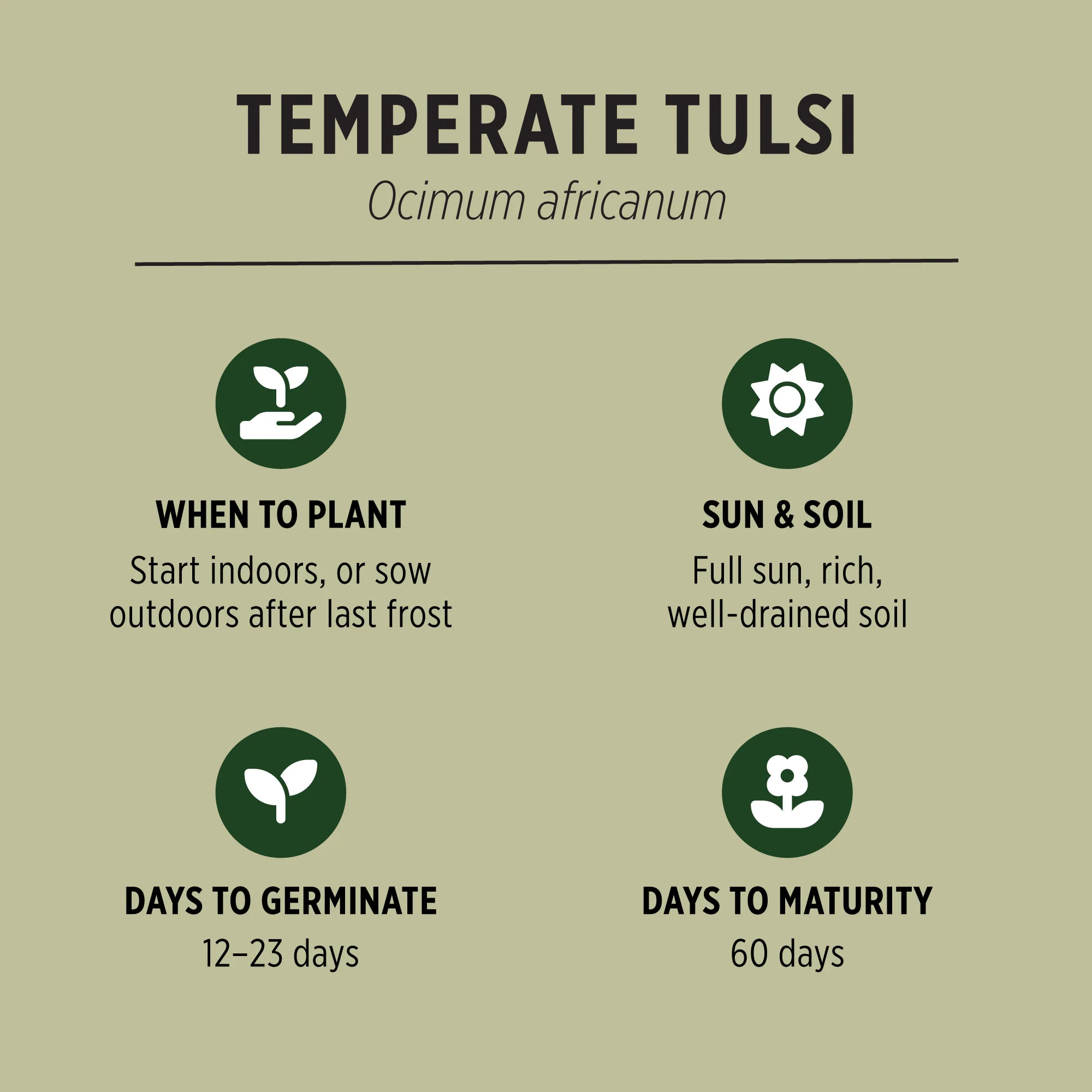 Organic Temperate Tulsi Seeds - Image 3