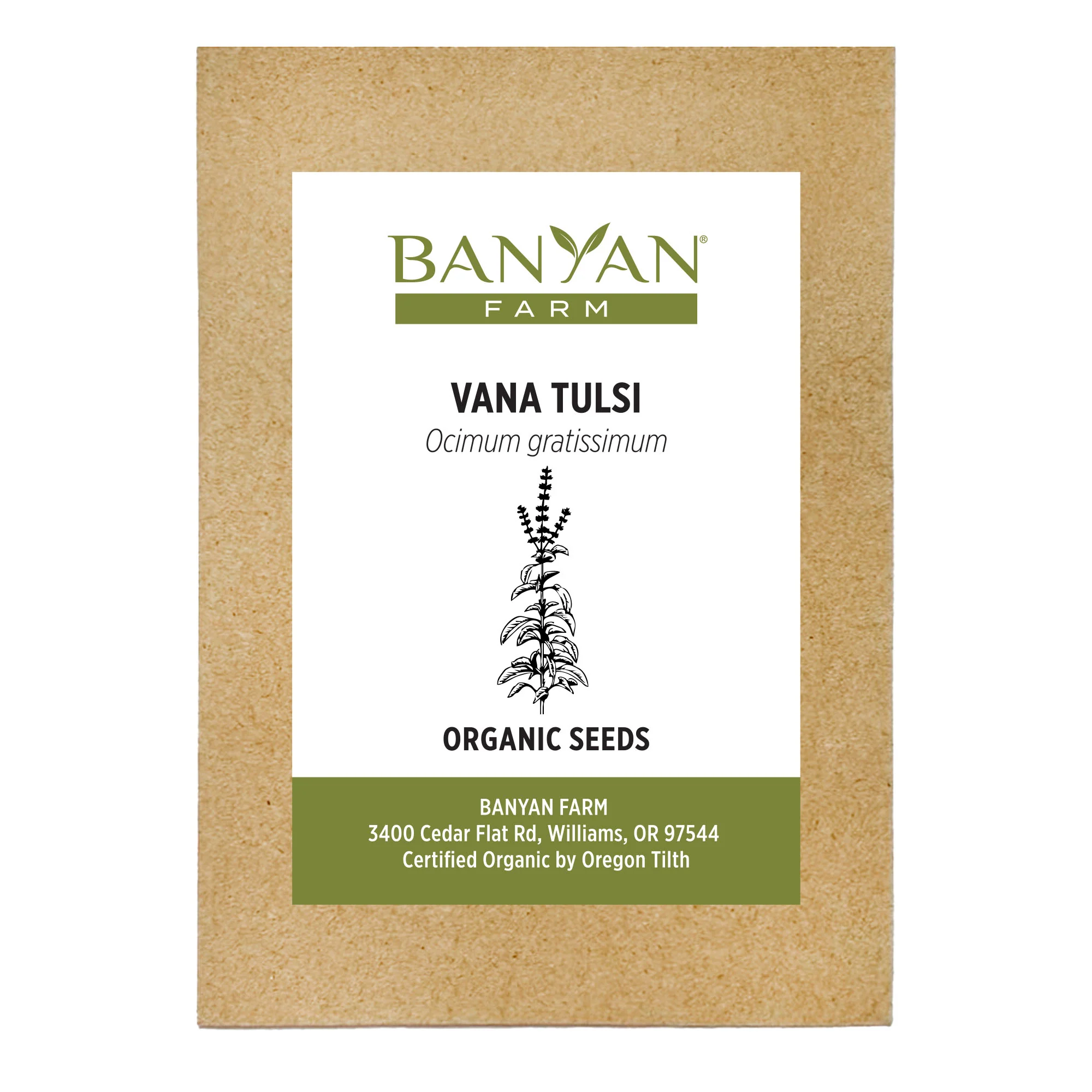 Organic Vana Tulsi Seeds - Image 2
