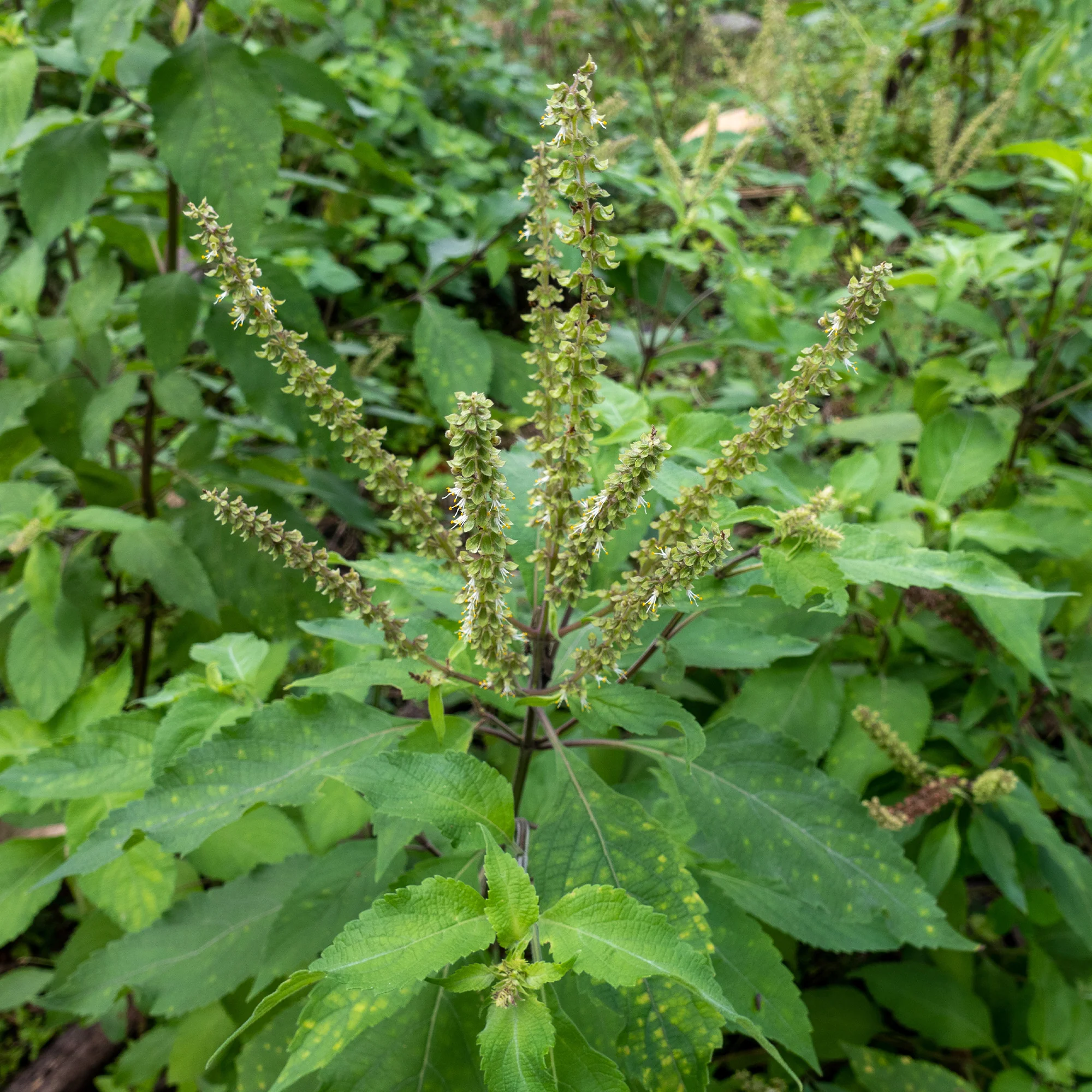 Organic Vana Tulsi Seeds - Image 4