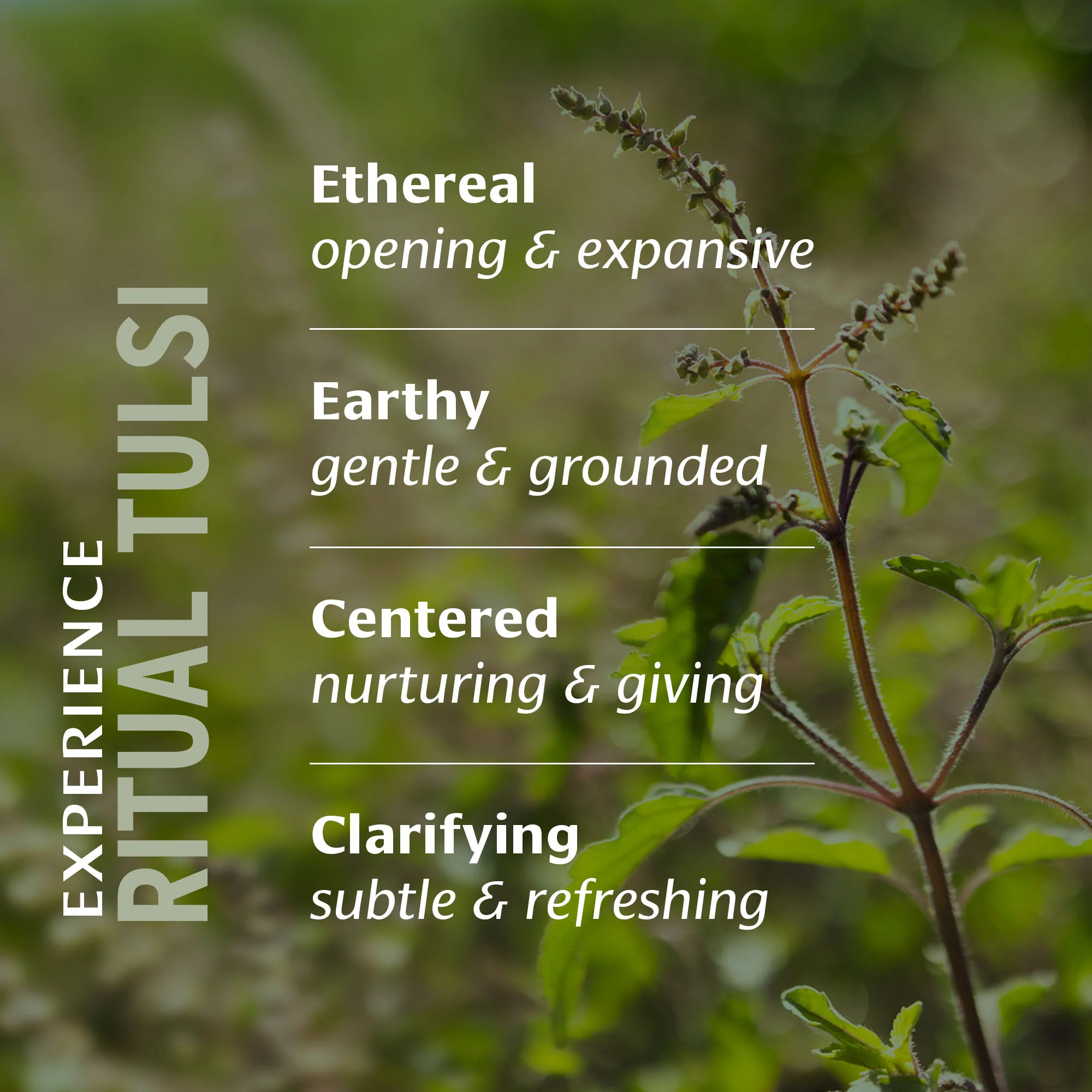 Ritual Tulsi™ Tea Box - Image 6